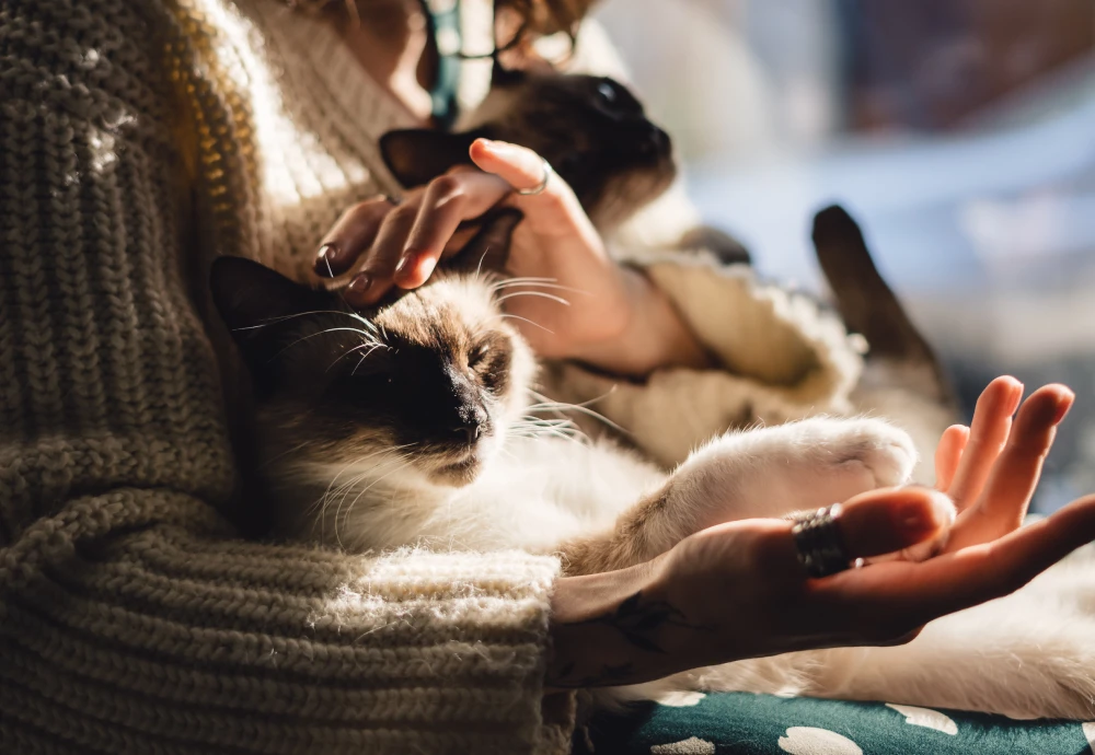 interactive pet camera for cats